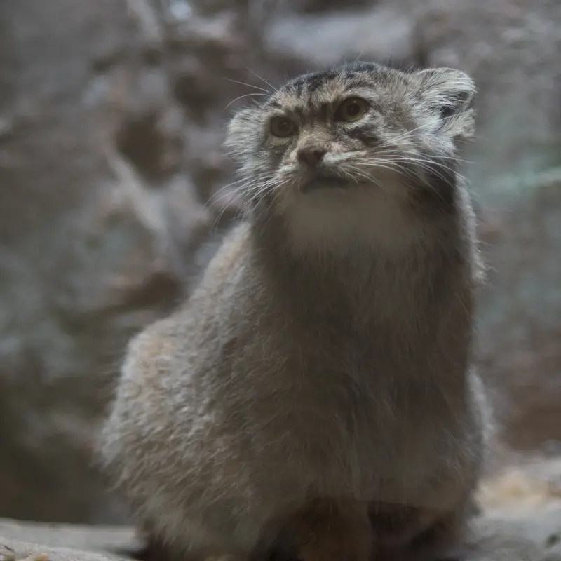 A photograph of Primula in Ueno Zoological Gardens