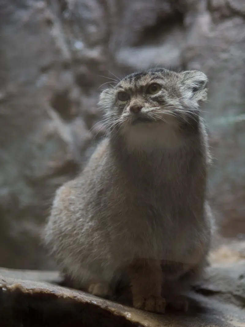 A photograph of Primula in Ueno Zoological Gardens
