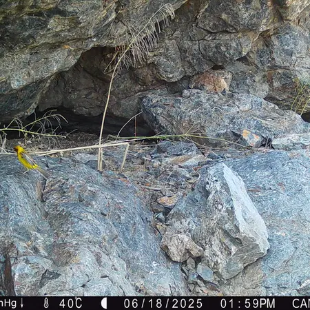 A photograph of a Pallas&#039;s cat from Zhundy 1 camera trap