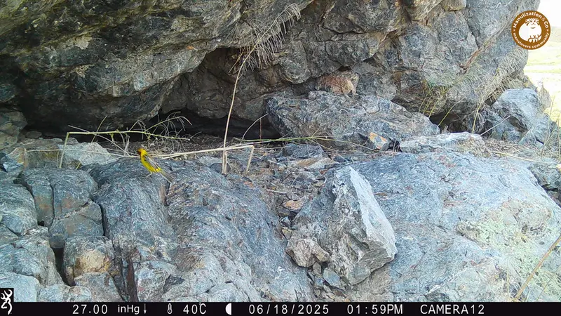 A photograph of a Pallas&#039;s cat from Zhundy 1 camera trap