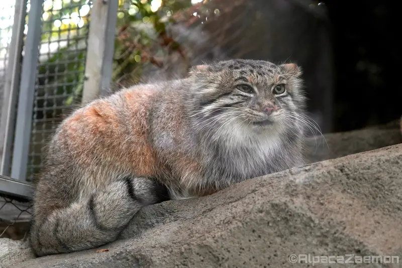 A photograph of Az in Kobe Animal Kingdom