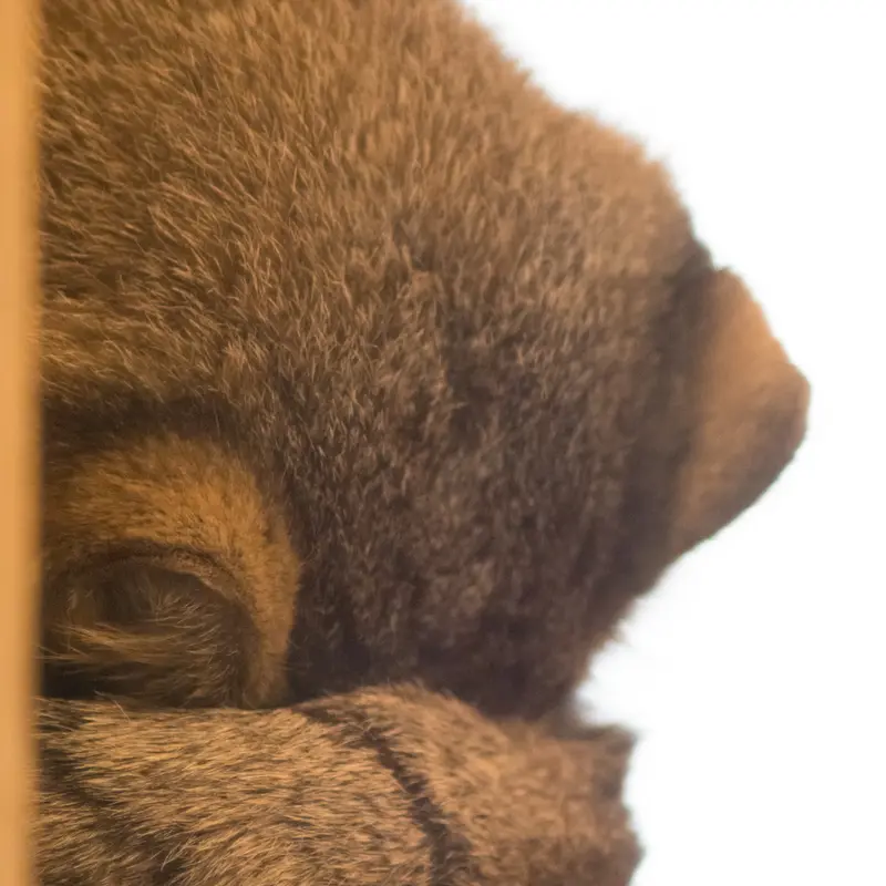 A photograph of Oto in Saitama Children's Zoo