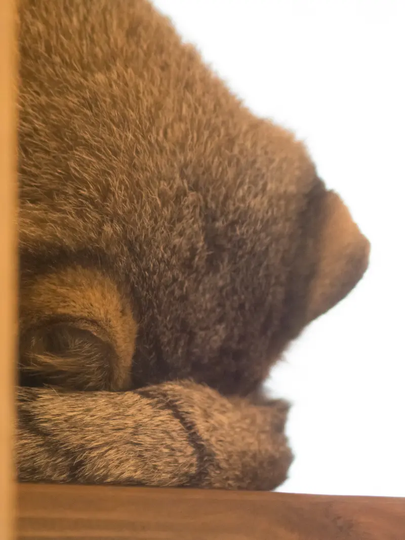 A photograph of Oto in Saitama Children's Zoo