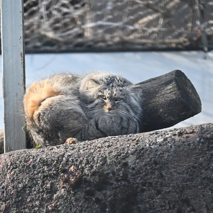 A photograph of Arkas in Korkeasaari Zoo