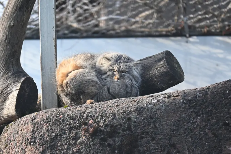 A photograph of Arkas in Korkeasaari Zoo