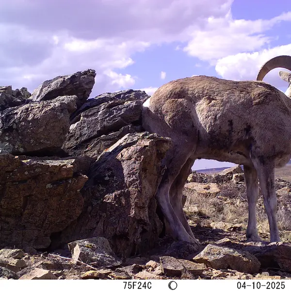 A photograph of Argali from Karashoky camera trap