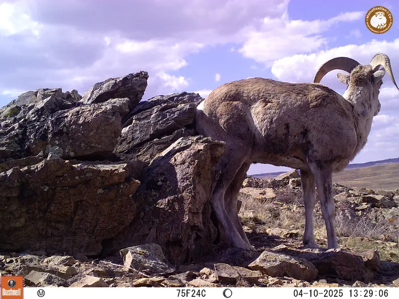 A photograph of Argali from Karashoky camera trap