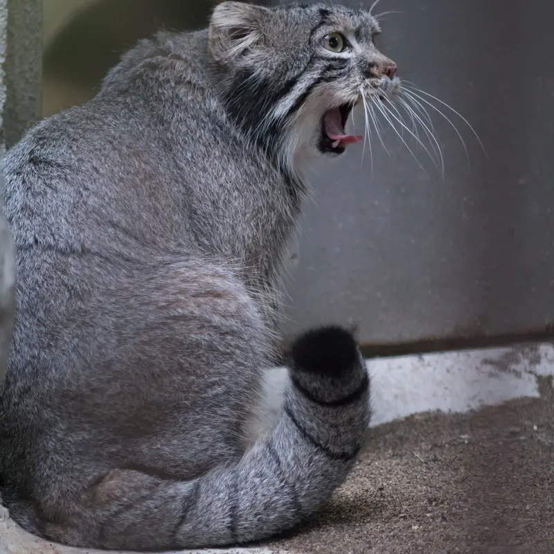 A photograph of Figa in Nogeyama Zoo