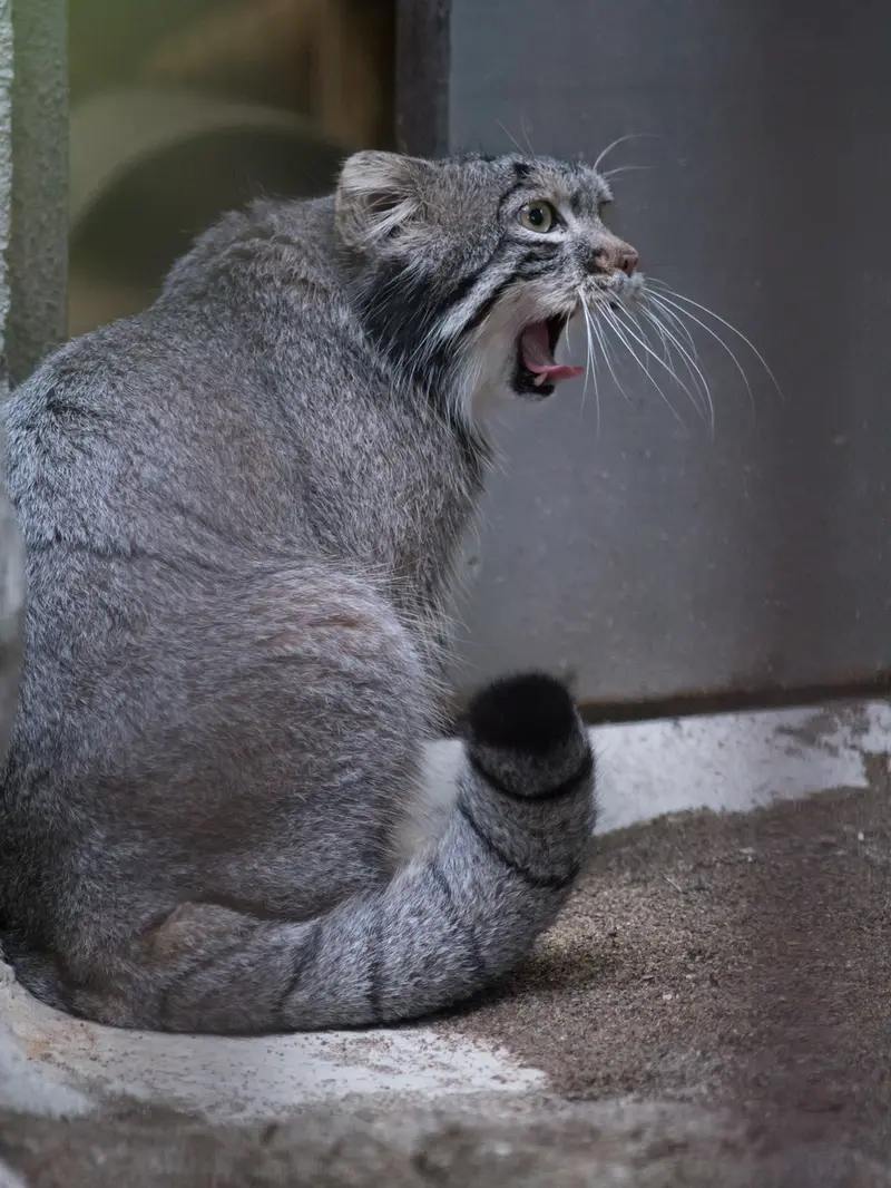 A photograph of Figa in Nogeyama Zoo