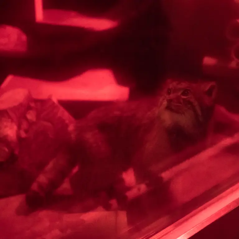 A photograph of Naim in Ueno Zoological Gardens