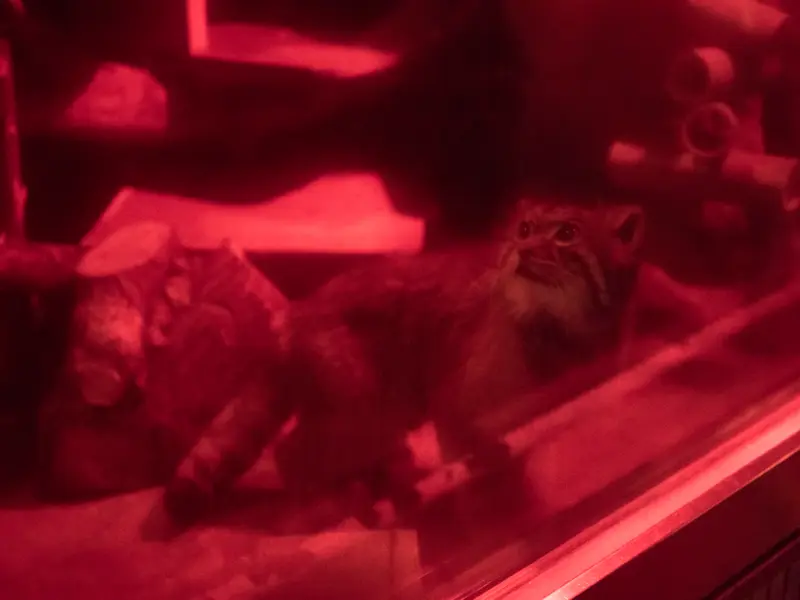 A photograph of Naim in Ueno Zoological Gardens