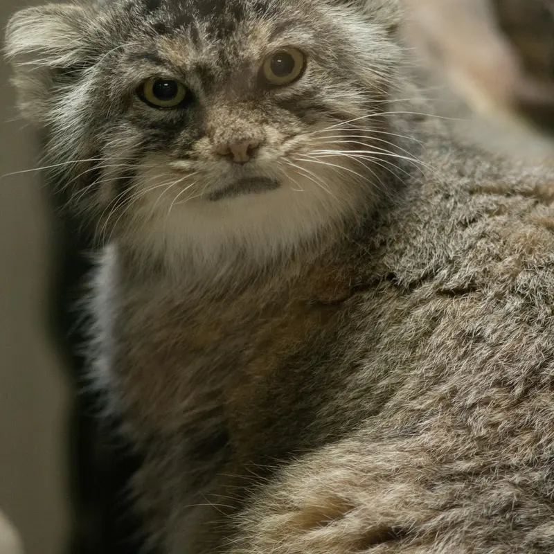 A photograph of Primula in Ueno Zoological Gardens