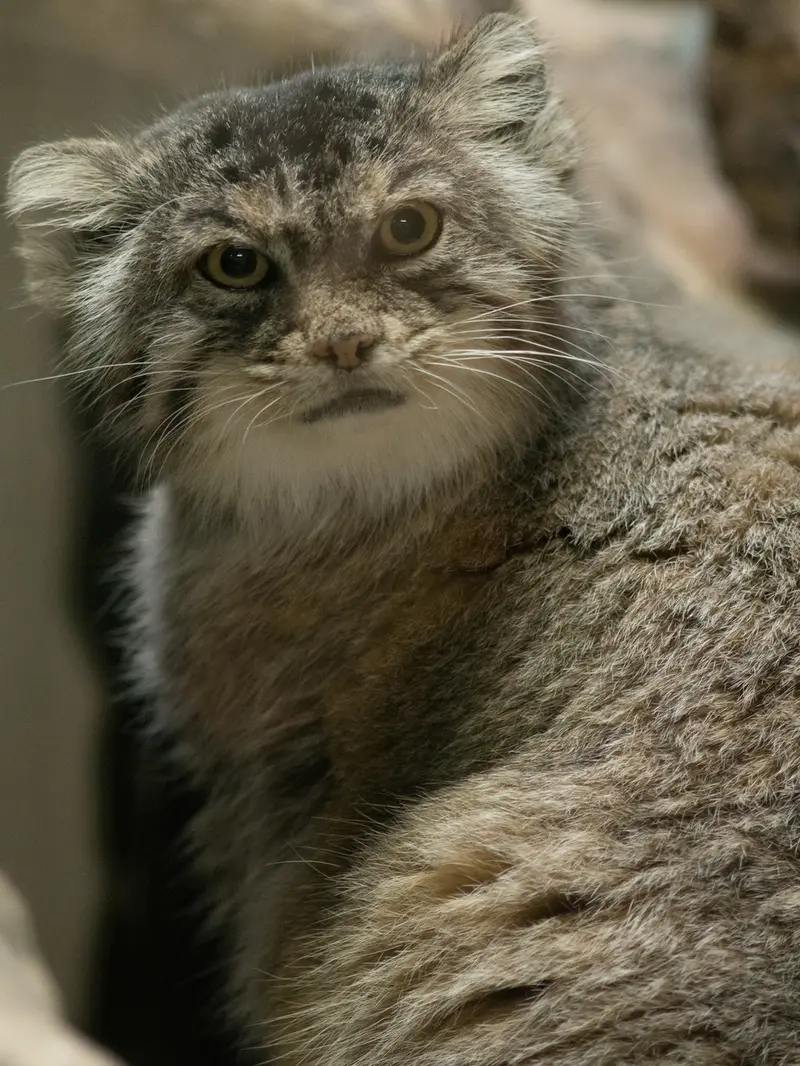 A photograph of Primula in Ueno Zoological Gardens