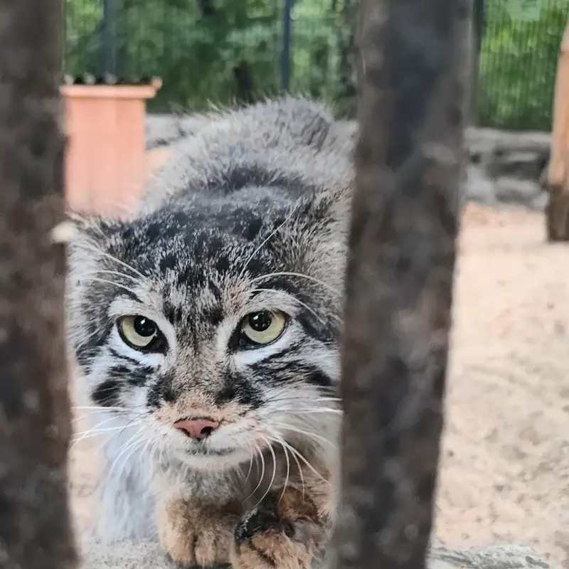 A photograph of a Pallas's cat in Novosibirsk Zoo