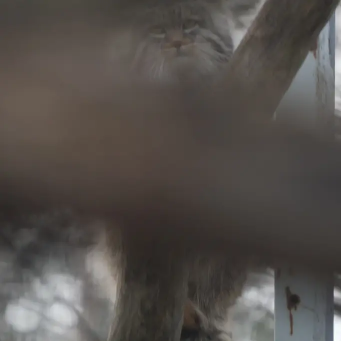 A photograph of a Pallas's cat