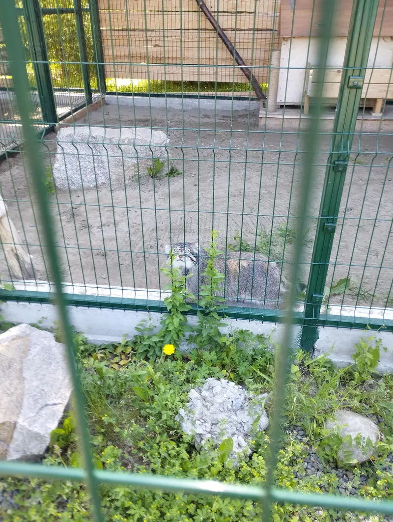 A photograph of Chip in Barnaul zoo “Lesnaya skazka”