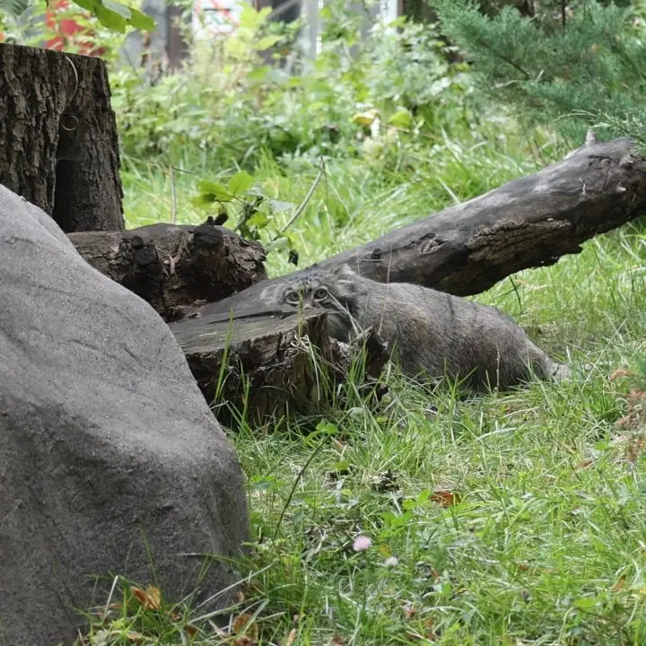 A photograph of a Pallas's cat in Moscow zoo