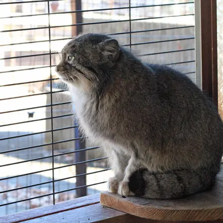 A photograph of Tabby in Saitama Children's Zoo