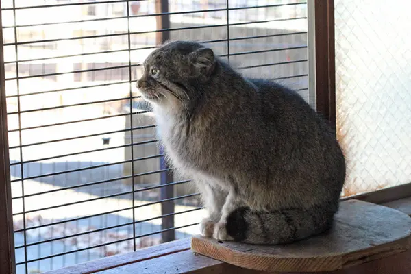 A photograph of Tabby in Saitama Children's Zoo