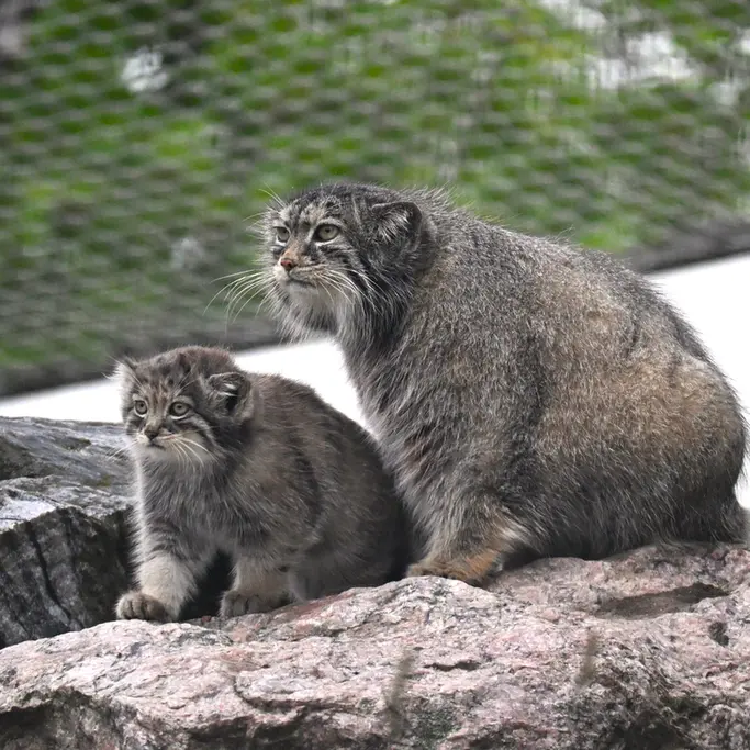 A photograph of Mimi and Saga in Korkeasaari Zoo