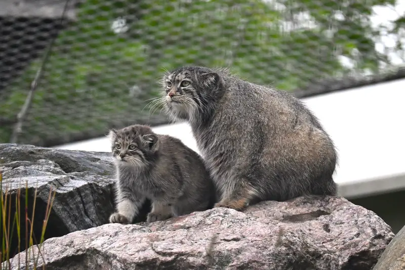 A photograph of Mimi and Saga in Korkeasaari Zoo