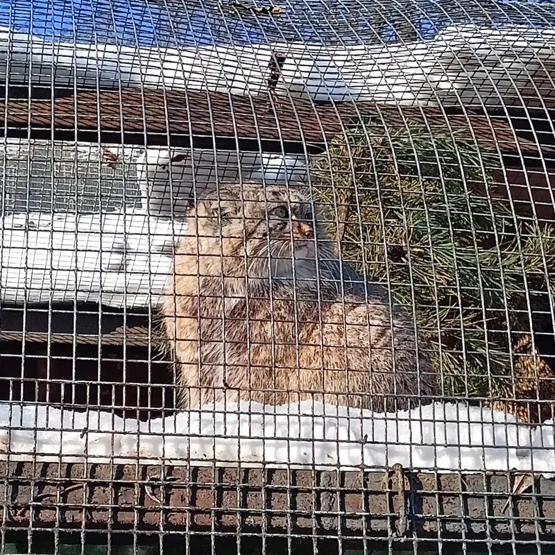 A photograph of a Pallas's cat