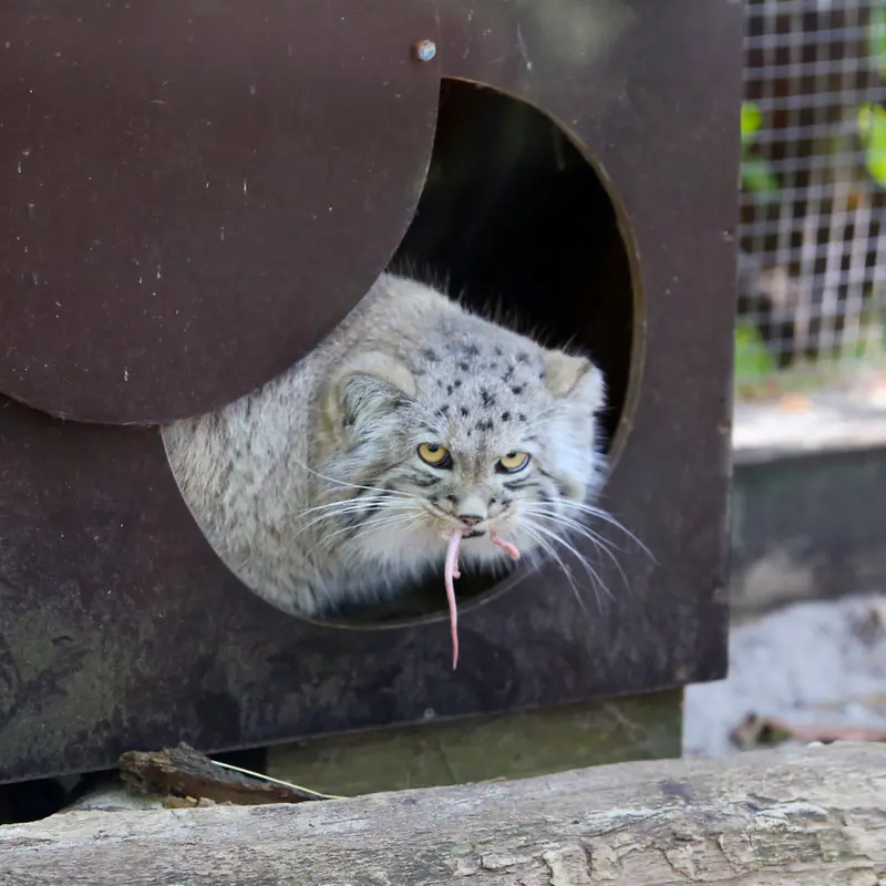 A photograph of Kitten of Alani b.2026 Ⅱ in Košice Zoo