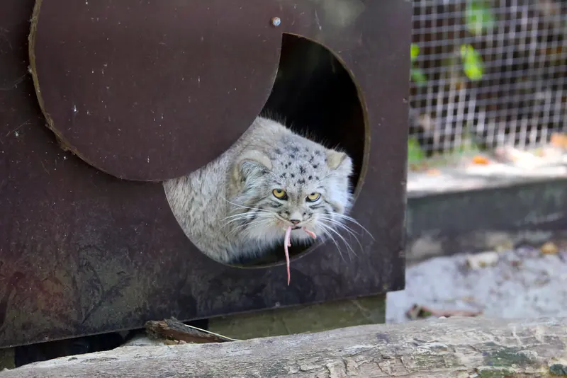 A photograph of Kitten of Alani b.2026 Ⅱ in Košice Zoo