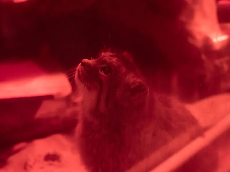 A photograph of Naim in Ueno Zoological Gardens