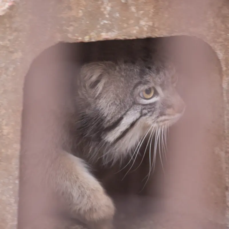 A photograph of Figa in Nogeyama Zoo