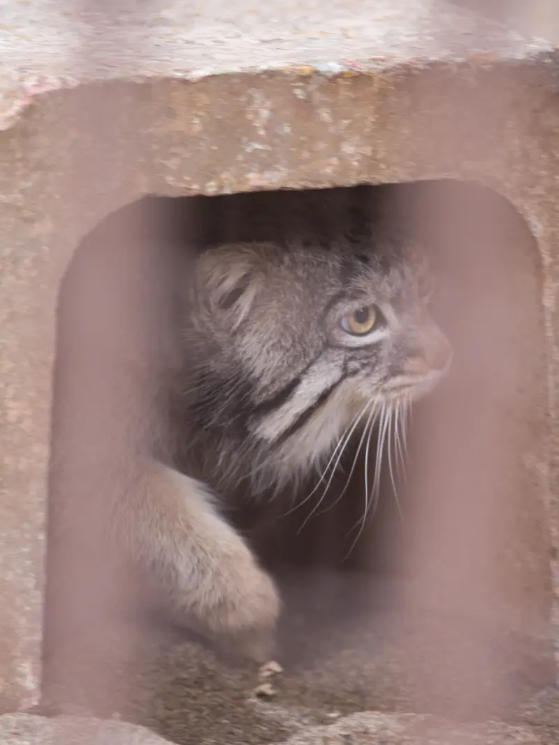 A photograph of Figa in Nogeyama Zoo