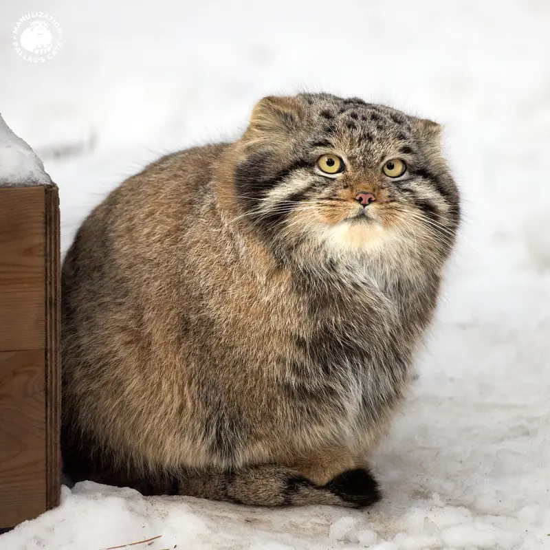 A photograph of Mensu in Novosibirsk Zoo