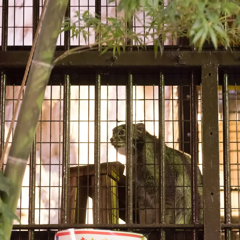A photograph of Figa in Nogeyama Zoo