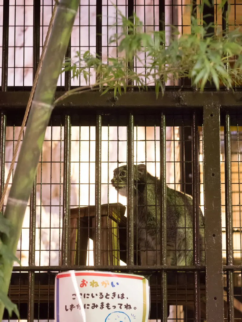 A photograph of Figa in Nogeyama Zoo