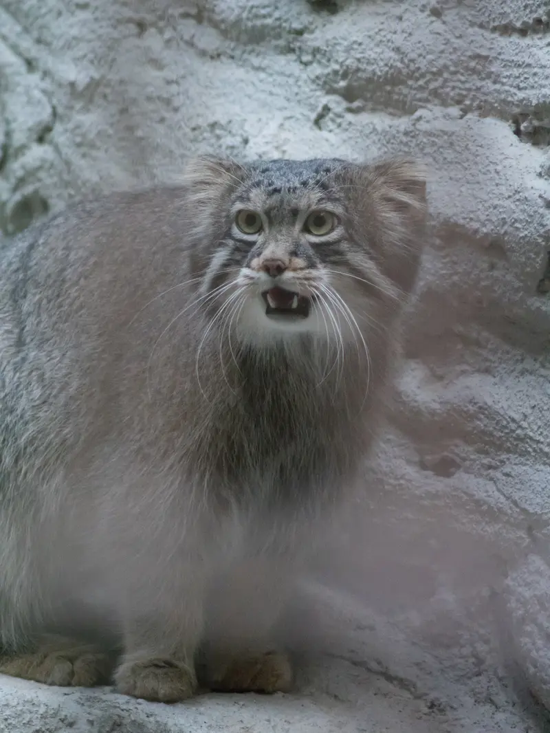 A photograph of Figa in Nogeyama Zoo