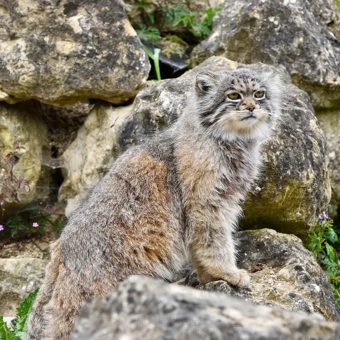 A photograph of Atlan in Port Lympne Wild Animal Park
