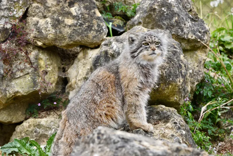 A photograph of Atlan in Port Lympne Wild Animal Park