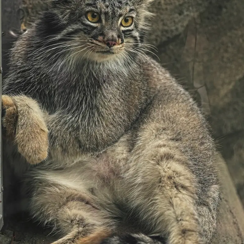 A photograph of Mei in Kobe Animal Kingdom