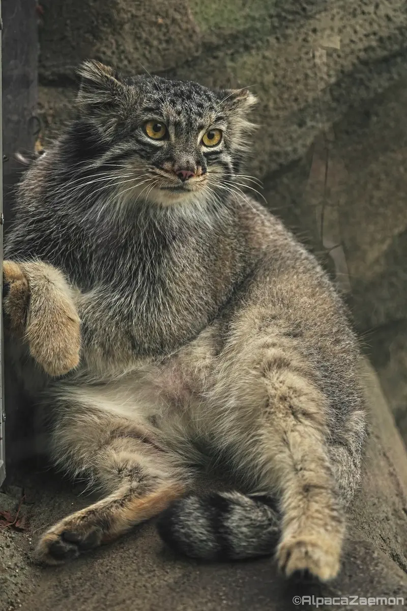 A photograph of Mei in Kobe Animal Kingdom