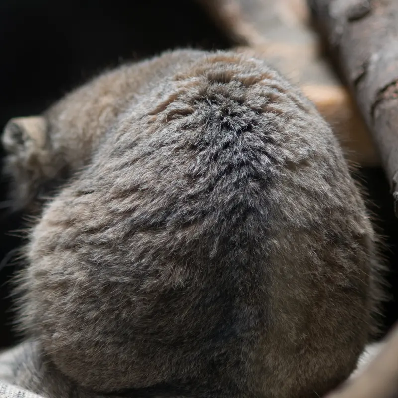 A photograph of Primula in Ueno Zoological Gardens