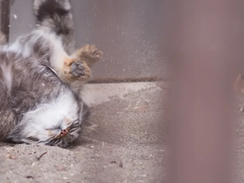 A photograph of Figa in Nogeyama Zoo