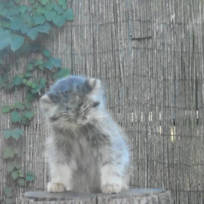 A photograph of a Pallas's cat