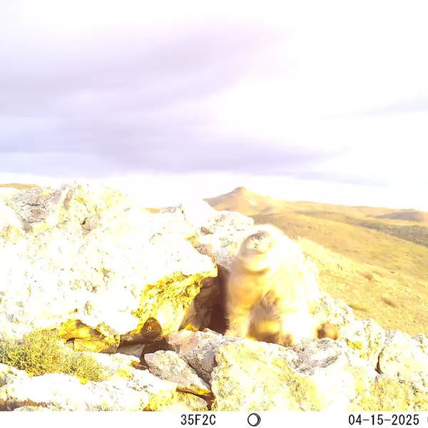 A photograph of Otocolobus manul manul from Besshoky 1 camera trap