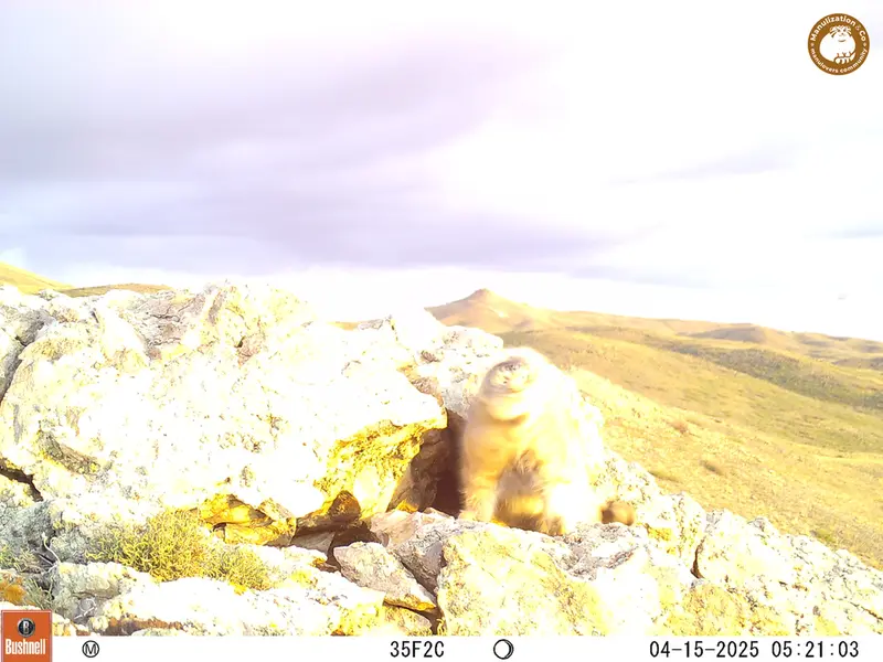 A photograph of Otocolobus manul manul from Besshoky 1 camera trap