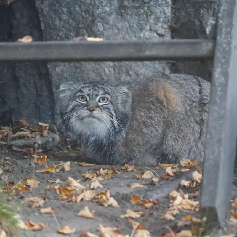 A photograph of Timofey in Moscow zoo