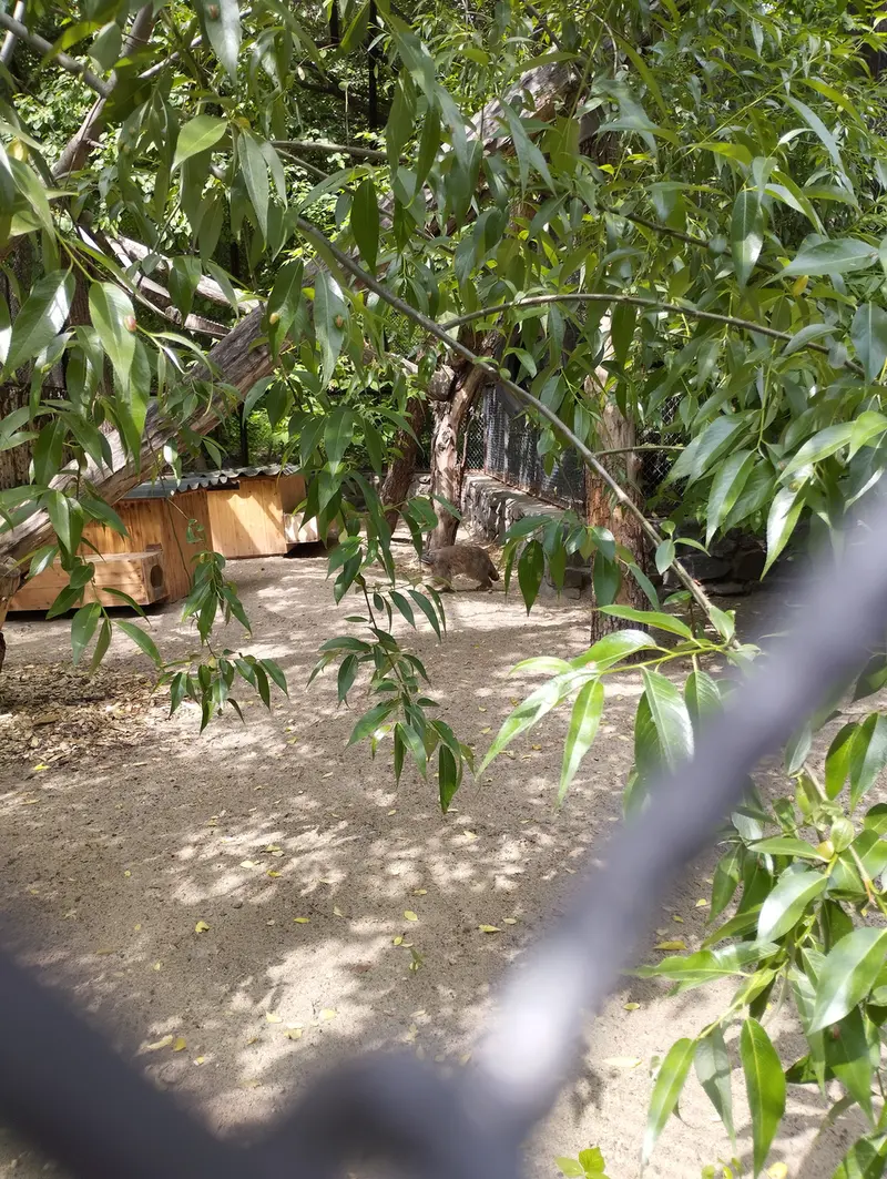 A photograph of a Pallas's cat in Novosibirsk Zoo