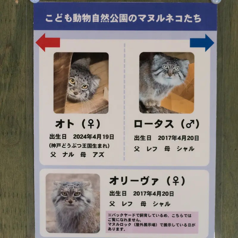 A photograph of Lotos, Oliva, and Oto in Saitama Children's Zoo