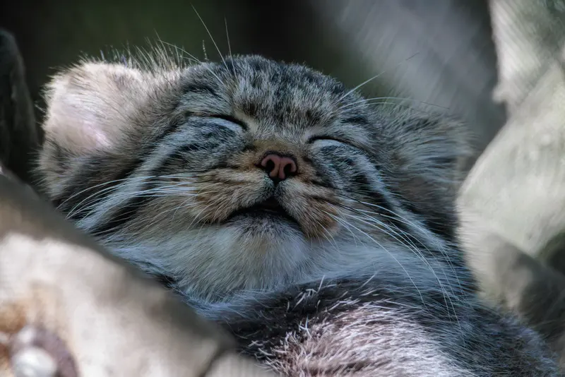 A photograph of a Pallas's cat in Novosibirsk Zoo