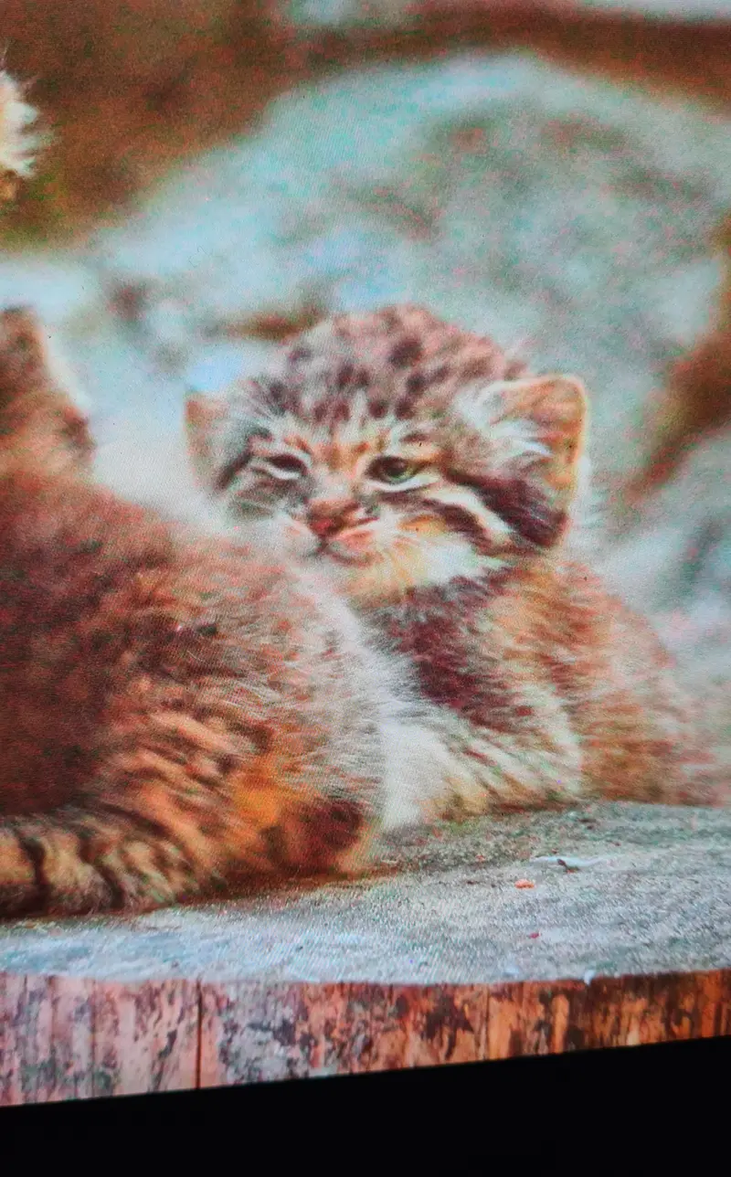 A photograph of a Pallas's cat