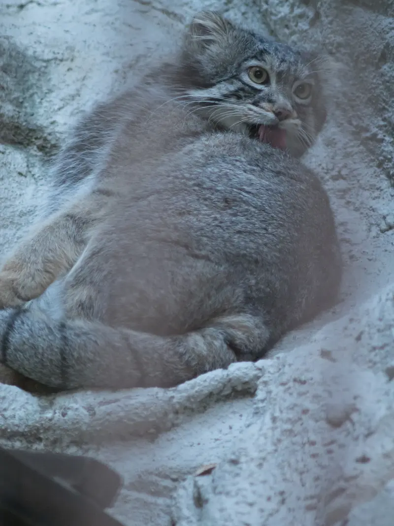 A photograph of Figa in Nogeyama Zoo